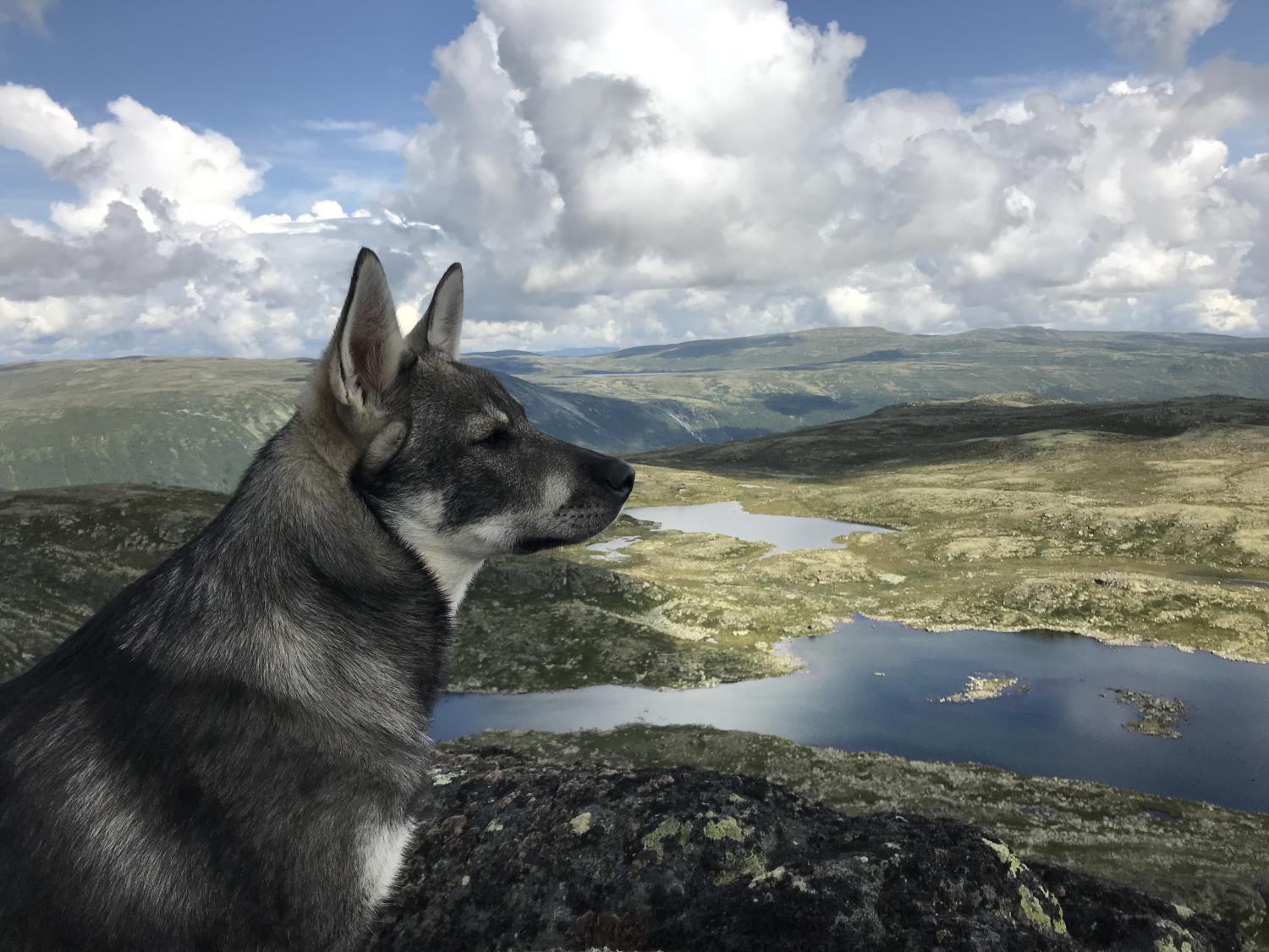 Åpnet for påmelding til klubbmesterskap løshund Telemark Elghundklubb