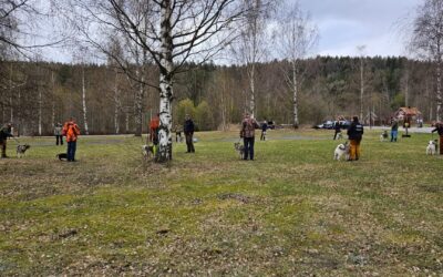 Ringtrening/sosialisering – oppdatert 23.8