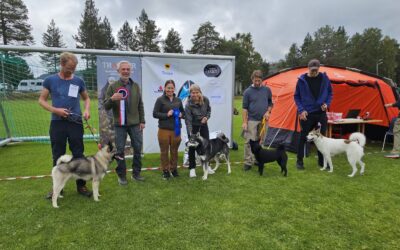 Fra Vest-Telemark Utstillinga 2025, med en drøss av bilder